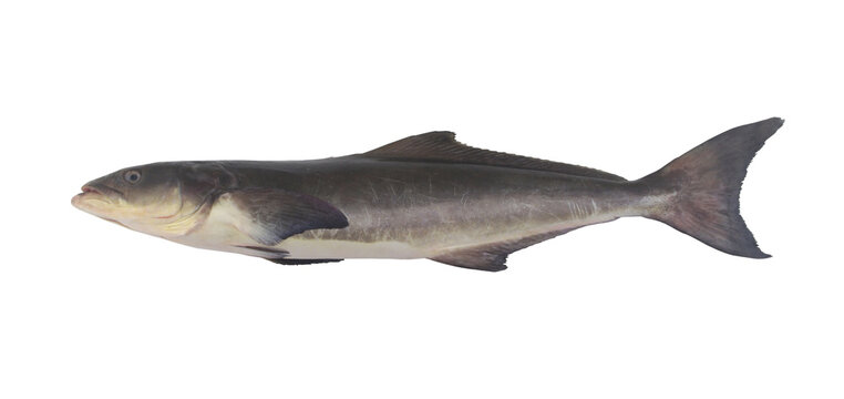 Big cobia fish or lemonfish isolated on white background, Rachycentron canadum