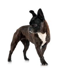french bulldog in studio