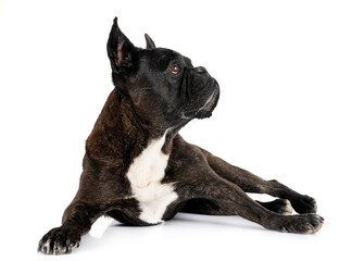 french bulldog in studio