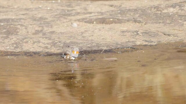 slow motion clip of a zebra finch bathing in a stream at kings canyon in watarrka national park of the northern territory