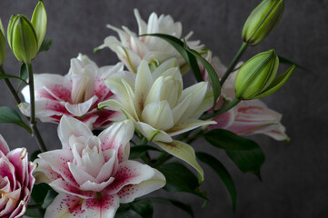 八重咲きのユリ　百合の花