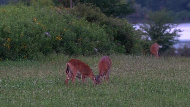 Some white-tailed deer grazing in a grassy field with a rambunctious fawn running around.