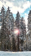 Fototapeta premium snow covered trees