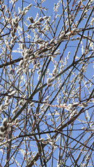 branches against sky