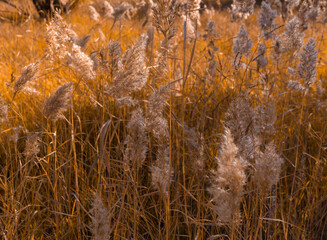 reeds in the autumn sunny day