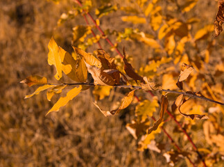 autumn leaves on the tree