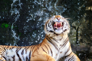 Siberian Tiger Roaring.