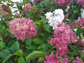 pink and white flowers