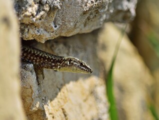 Mauereidechse (Podarcis muralis)