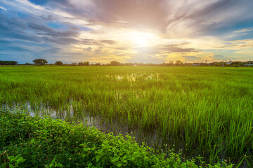 Scenic view landscape of Rice field green grass with field cornfield or in Asia country agriculture harvest with fluffy clouds blue sky sunset evening background.