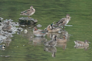 teal in the pond