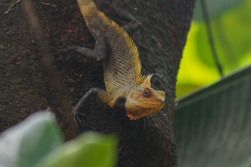 Indian Chameleon on the tree