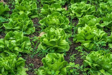 Beautiful organic green Butterhead lettuce or Salad vegetable garden on the soil growing,Harvesting Agricultural Farming.
