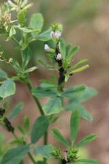 Close-up of Alfalfa plant with purple flowers damagedd by black aphids in the field. Medicago sativa