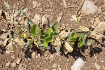 Close-up of Soybean field damaged by herbicide on springtime in the italian countryside