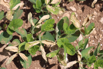 Close-up of Soybean field damaged by herbicide on springtime in the italian countryside