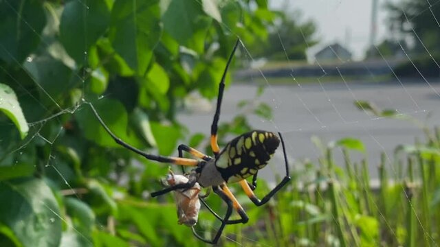 A yellow garden spider wrapping up a bee that it caught in its web.