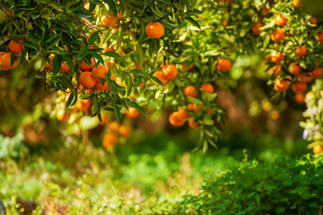 Tangerine green garden