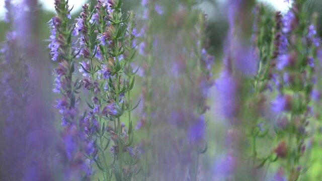 violet purple flowers of lavender swaying moving in a wind breeze. spring summer day mood background