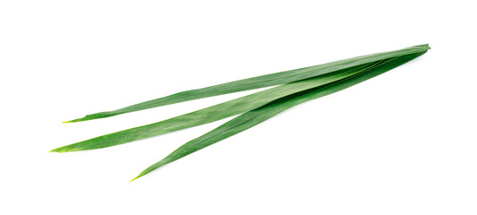 Green leaves of palm tree on white background