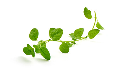 Obraz premium Sweet marjoram herb, fresh condiments, isolated on white background.