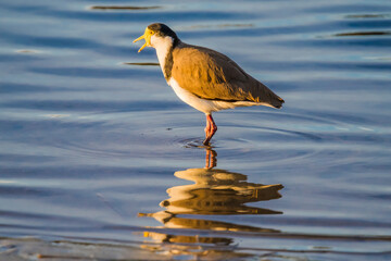 Masked Lapwing and reflection in the bay water