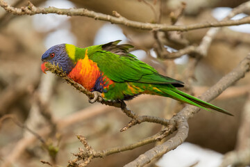 Rainbow Lorikeet in a Coral Tree