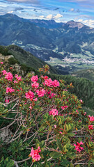 Fototapeta premium flowers on the mountain