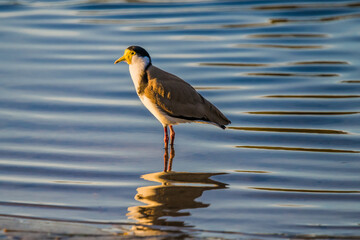 Masked Lapwing and reflection in the bay water