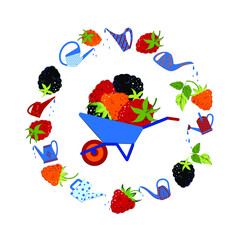 Blackberries, raspberries and yellow raspberries. Ripe berries in a wheelbarrow, a round frame of berries and watering cans. Flat style Vector Illustration.