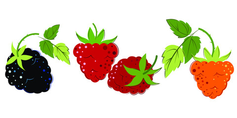 Blackberry, Raspberry and Yellow Raspberry set. Ripe Berries for jam and dessert. Flat style Vector Illustration.