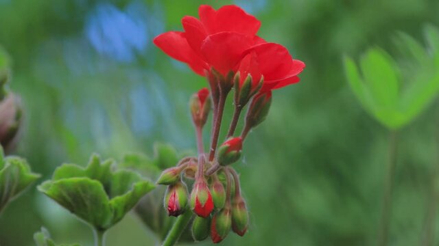 Soft picture of bright red flower buds very close-up and macro through green stems of grass with blur background