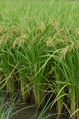 収穫間近な稲穂　鹿児島県　出水平野