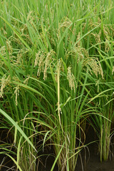 収穫間近な稲穂　鹿児島県　出水平野