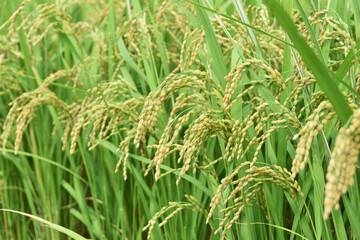 Obraz premium 収穫間近な稲穂 鹿児島県 出水平野