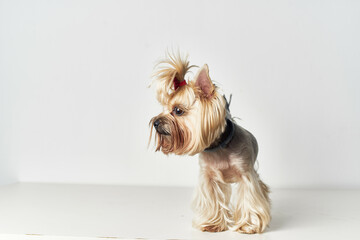 Yorkshire Terrier pedigree cute look light background