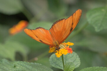 Close shot of an Orange butterfly on a flower