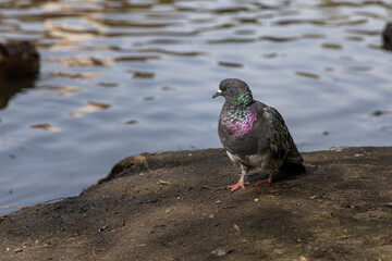 Gray pigeon is by a pond in the park in summer