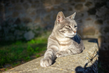 Grey Cat Lounging in the Sun