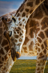 portrait of a giraffe with a long neck