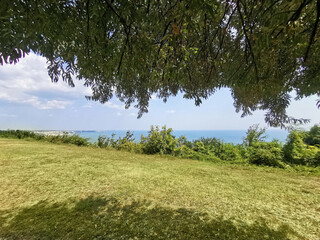 The blue sea seen from under an olive tree