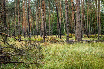 pine forest landscape with tall grass and ferns