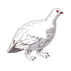 White-tailed Ptarmigan in White Winter Plumage