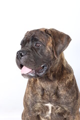 portrait of a brindle bullmastiff puppy