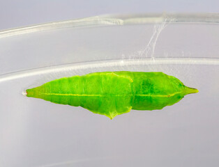 Chrysalis of the Cabbage White Butterfly