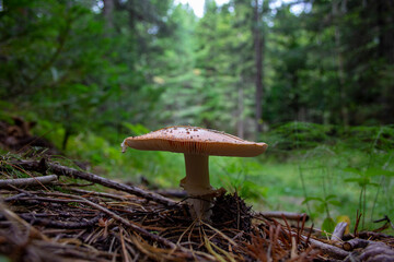Mushroom in the autumn Siberian forest. A large mushroom grows in the autumn forest in Siberia.