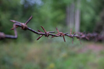 Barbed wire fence in the forest. Old barbed wire fence in the forest.