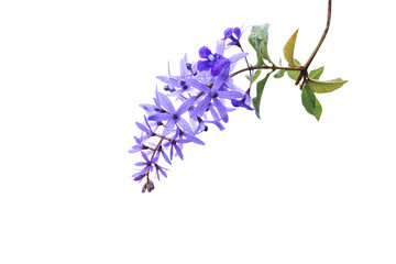 Purple Wreath flowers isolated on white background. (Petrea volubilis L, Sandpaper vine, Queens Wreath ).