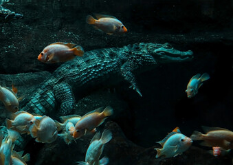 The crocodile swims under water with the fish. Underwater world.