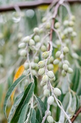 Branch of the tree Elaeagnus Angustifolia. Close-up of ripe berries of Russian olive. No people. Selective focus.